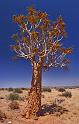 030 Fish River Canyon, kokerboom